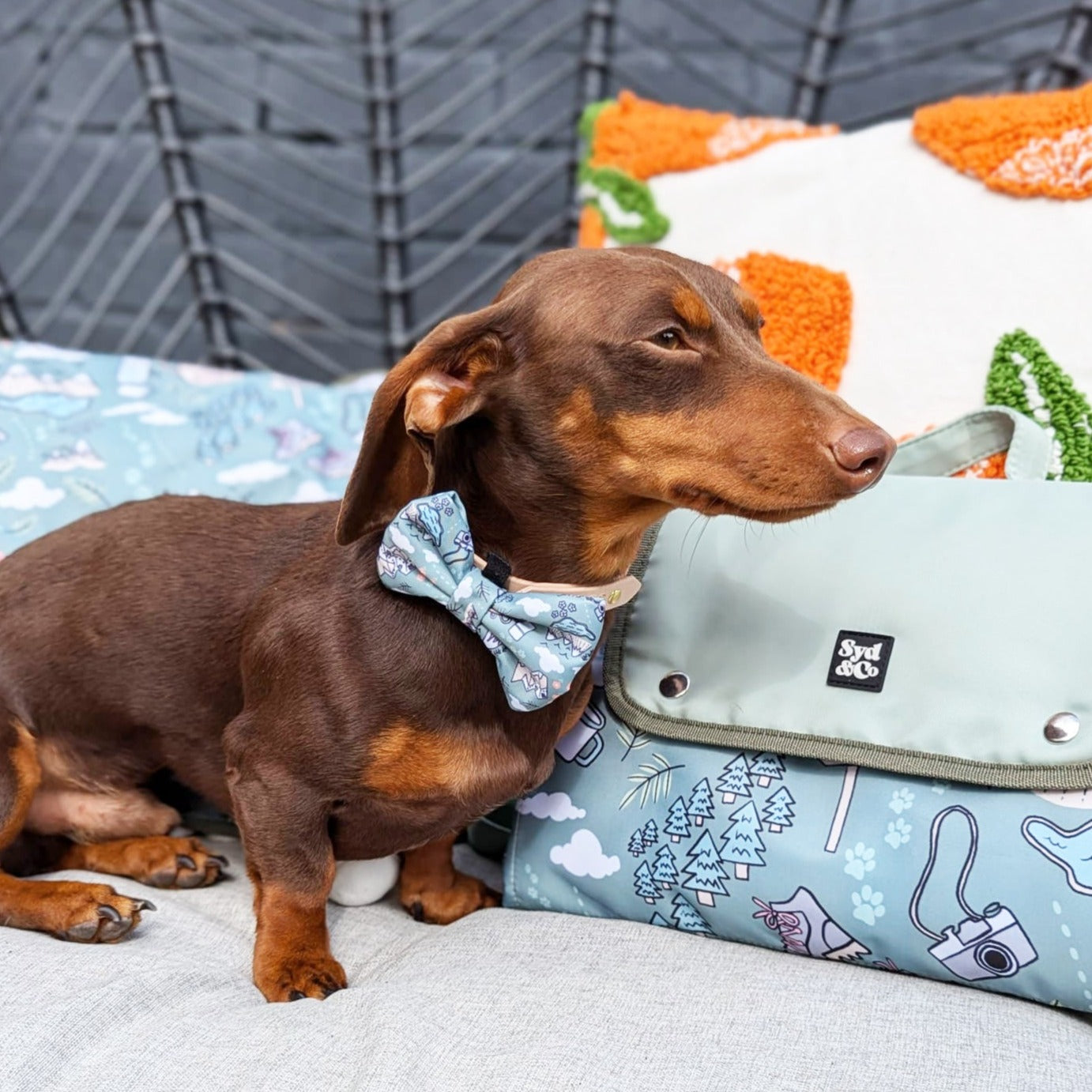 Paws Outdoors matching Bowtie