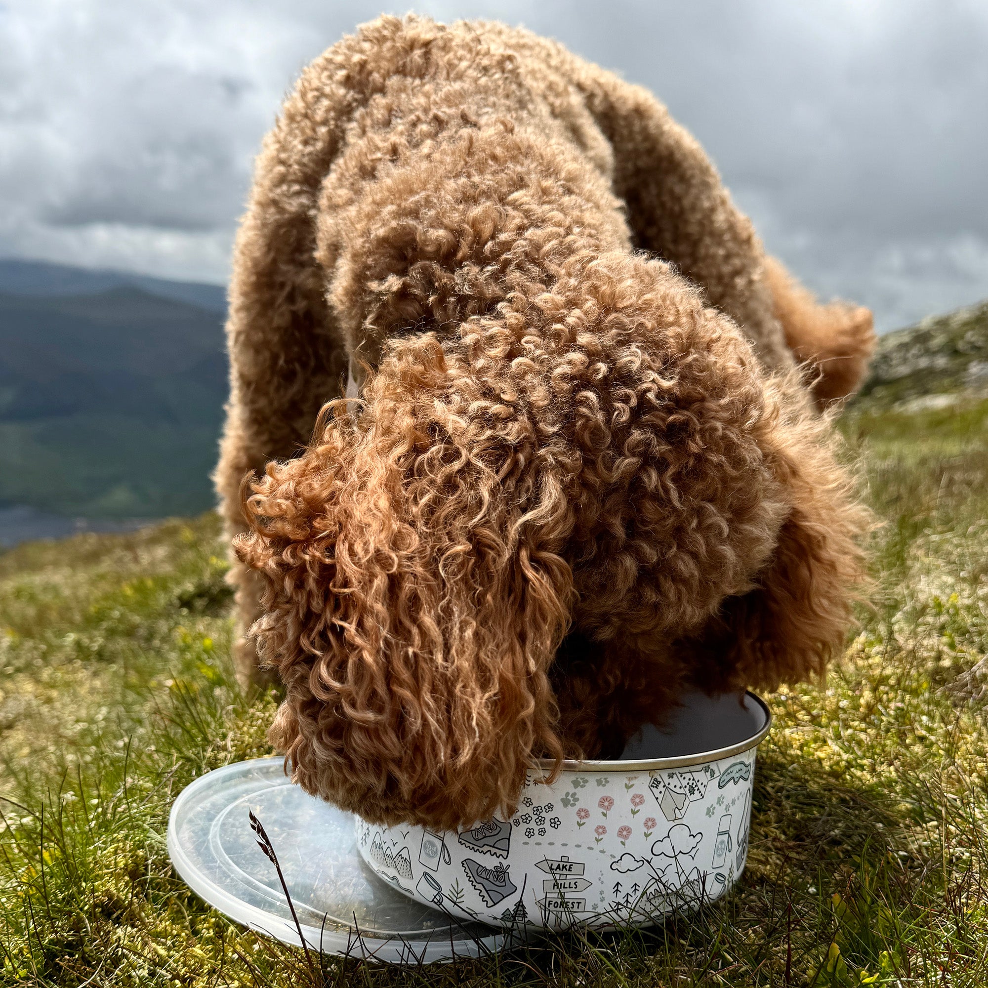 Paws Outdoors Travel Adventure Bowl